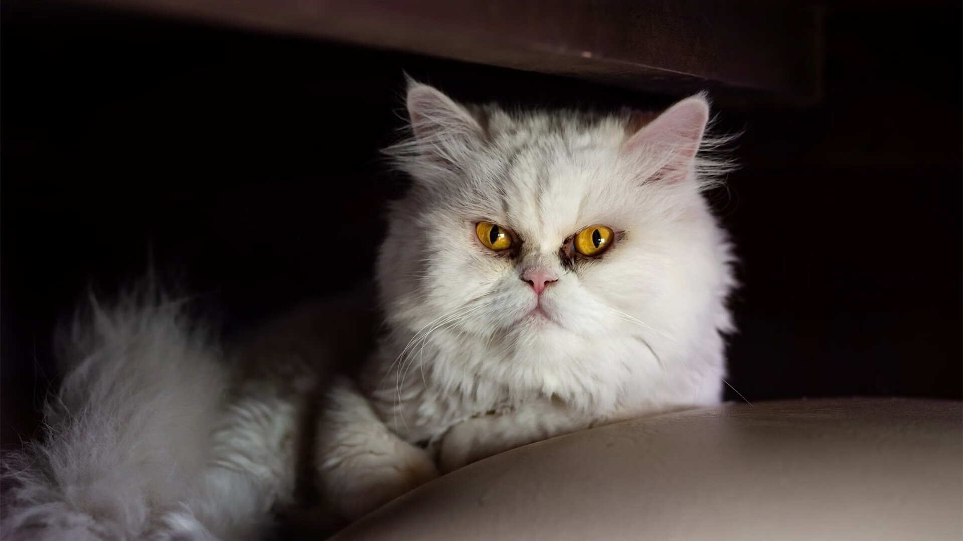 亚洲风暴席卷欧洲,李刚仁爆发演绎阿根廷式速胜,黄黑军团多特蒙德饮恨