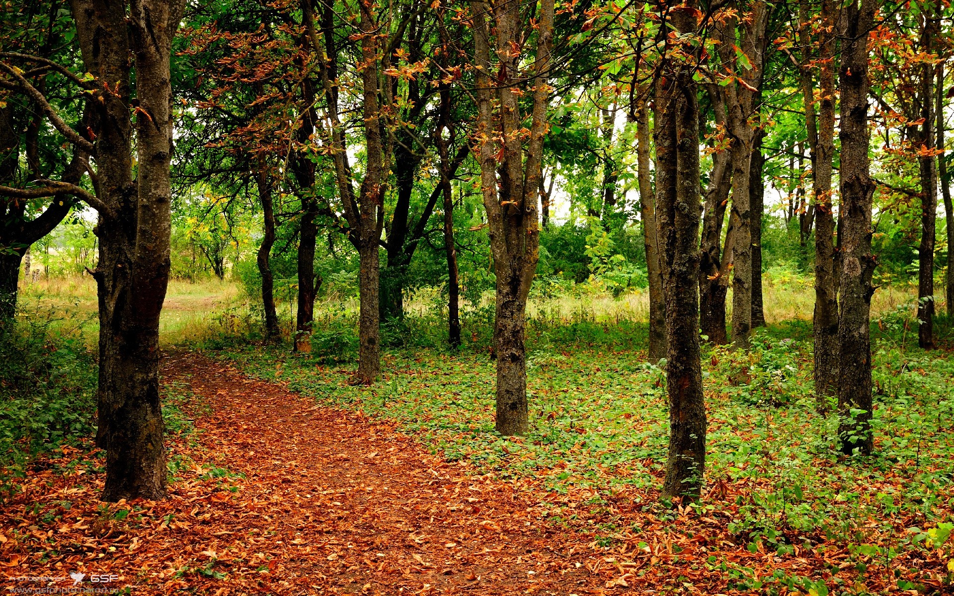 速度与封锁,F1揭幕战激战正酣,鹈鹕防守奏凯压制黄蜂