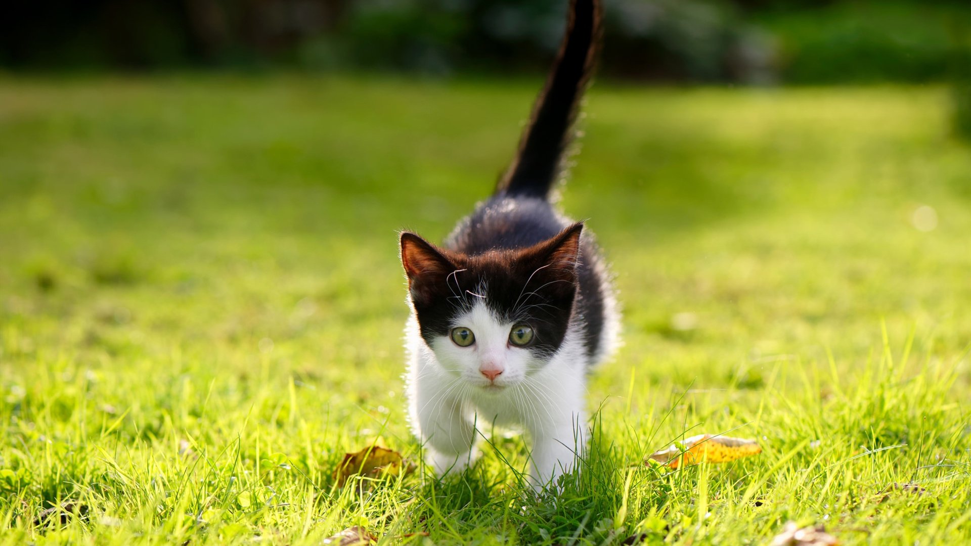 布伦森奏响主旋律，在纽约季后赛之夜，一颗心脏为整支球队搏动