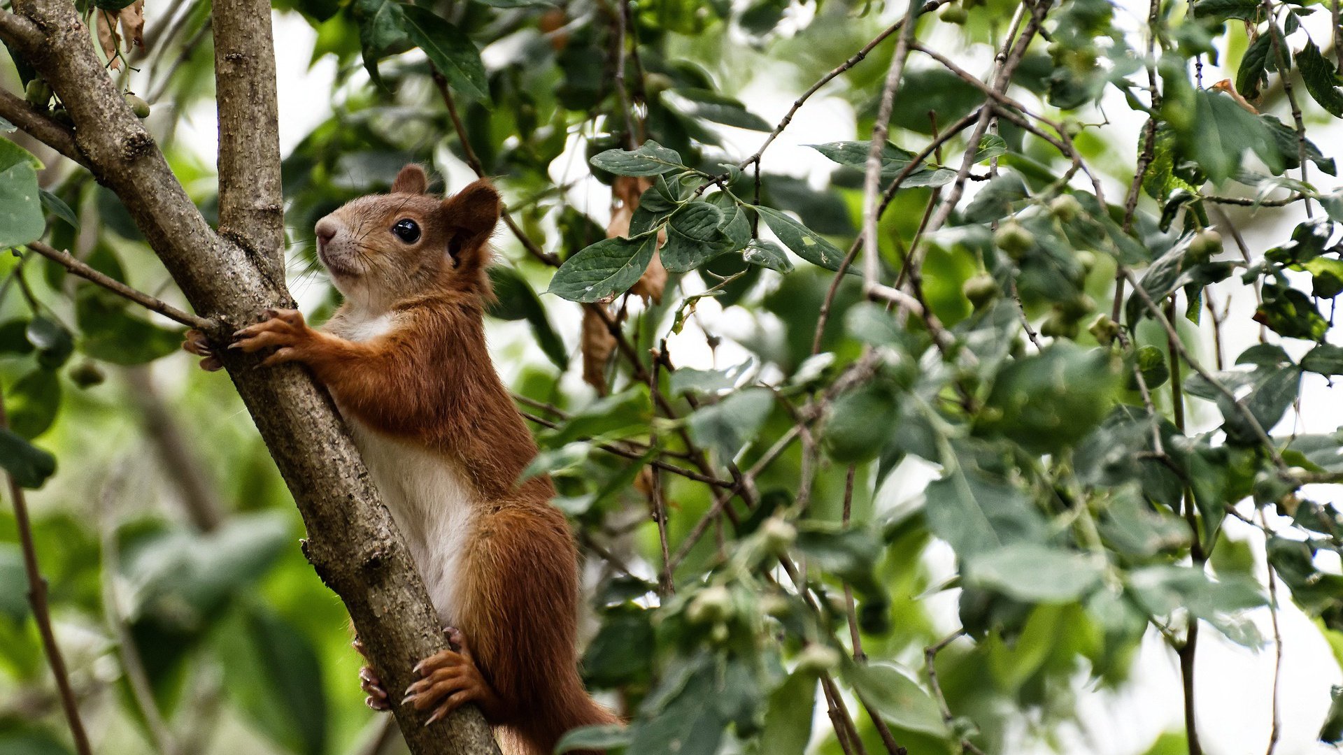 武切维奇统治内线,步行者力克辽宁取热身赛胜利